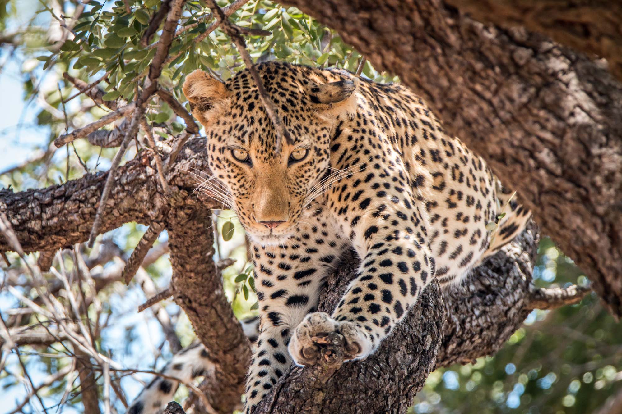 Leopard with spotted coat resting on tree branch, looking directly at camera