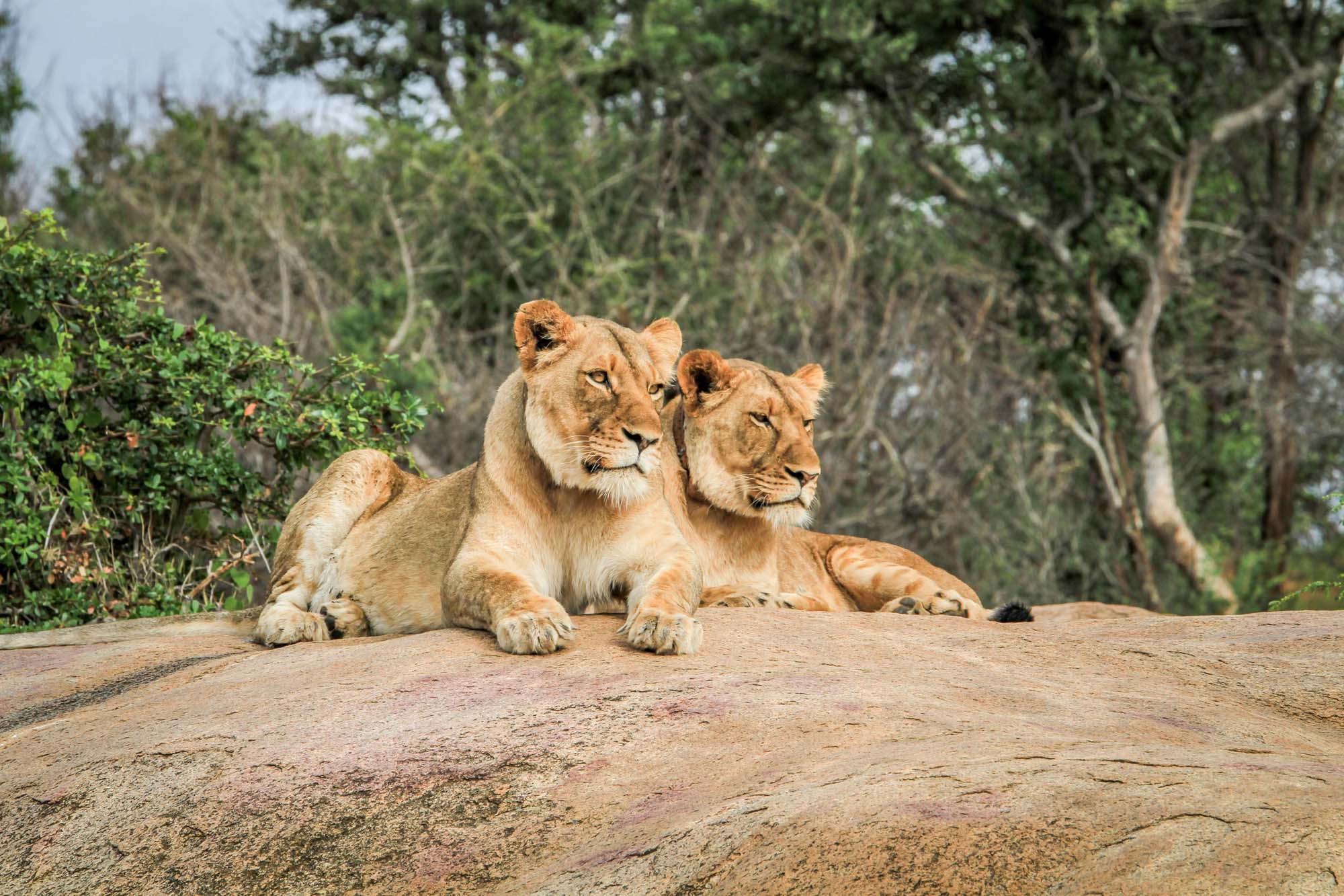 Two lionesses resting on rocky ground with trees in background