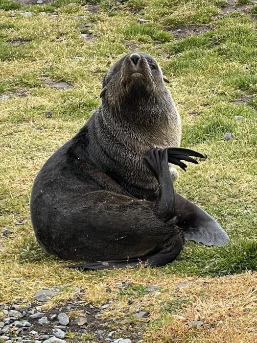 Sea lion resting on grass with flipper raised