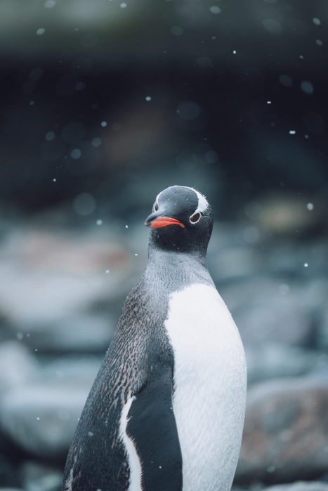 Penguin with gray and white plumage and orange beak standing in falling snow